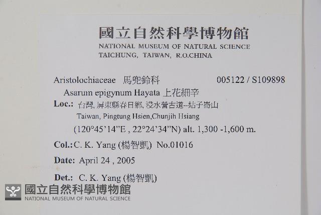 上花細辛藏品圖，第2張