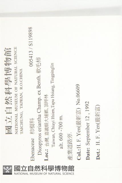 軟毛柿藏品圖，第2張