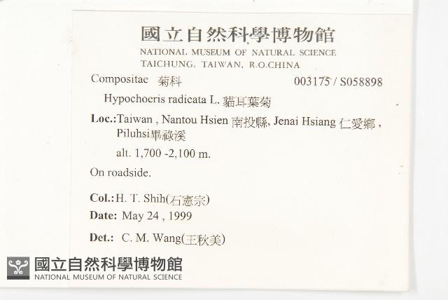 貓兒菊藏品圖，第2張