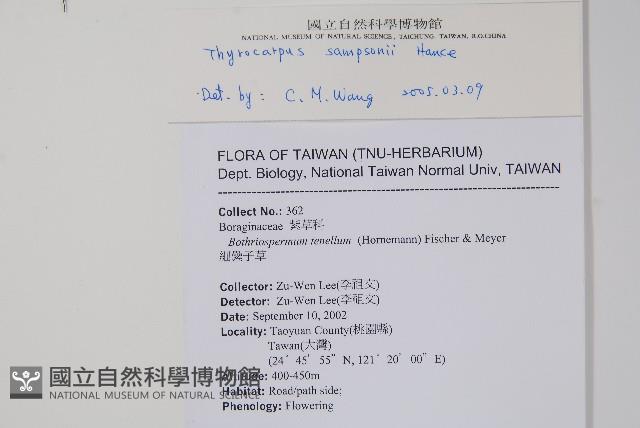 盾果草藏品圖，第2張