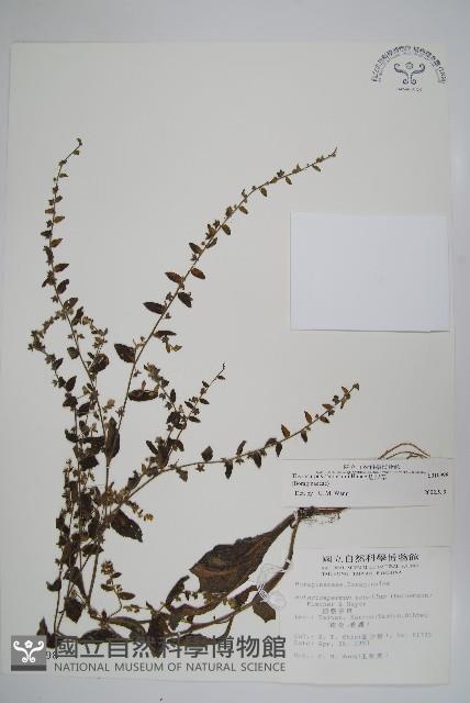 盾果草藏品圖，第1張