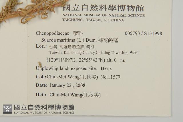 裸花鹼蓬藏品圖，第2張