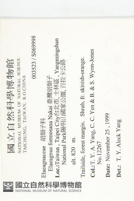 臺灣胡頹子藏品圖，第2張