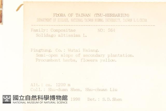 北美一枝黃花藏品圖，第2張