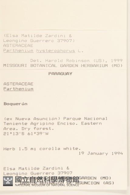 銀膠菊藏品圖，第2張