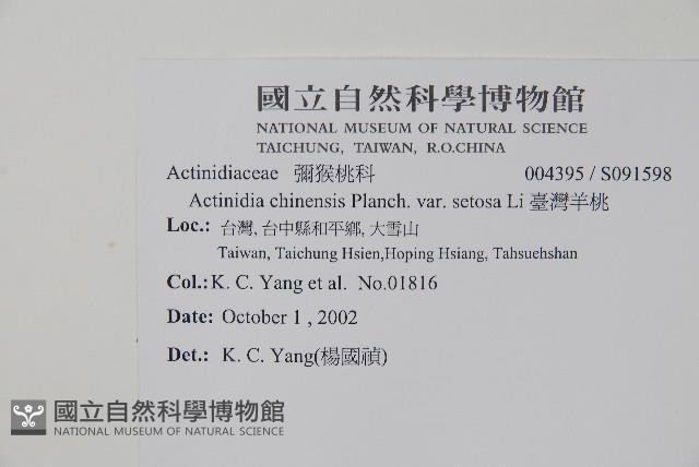 臺灣羊桃藏品圖，第2張