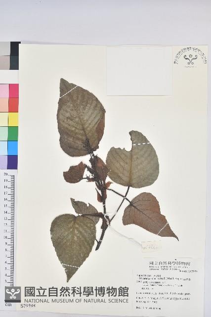 紅肉橙蘭、華血桐藏品圖，第1張