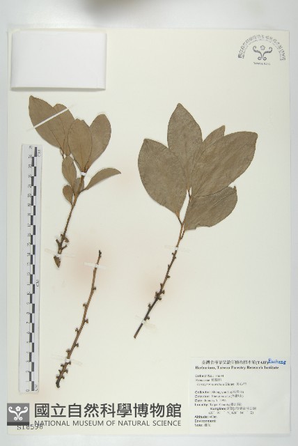 黃心柿藏品圖，第1張