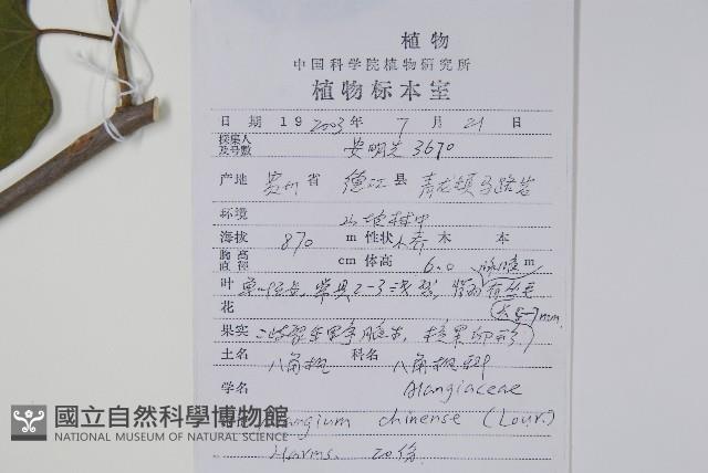 八角楓藏品圖，第2張