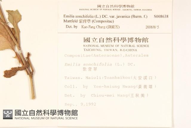 紫背草藏品圖，第2張