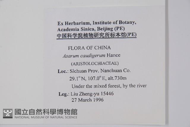 薄葉細辛、尾花細辛藏品圖，第2張