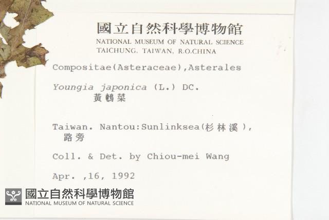 黃鵪菜藏品圖，第2張