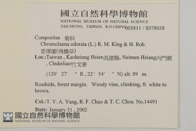 香澤蘭、飛機草藏品圖，第2張