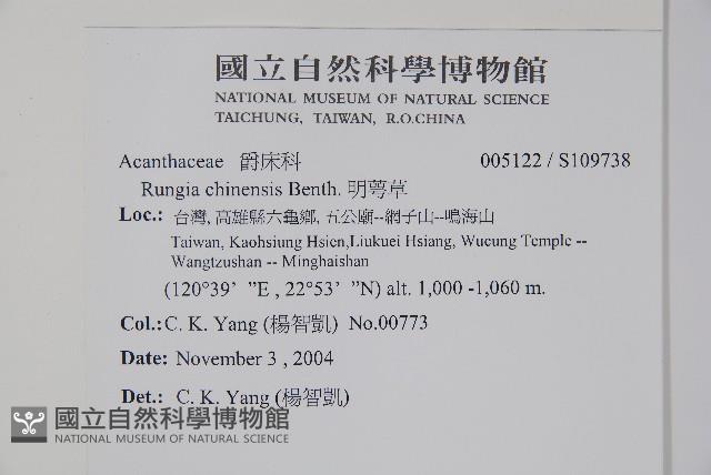 明萼草藏品圖，第2張