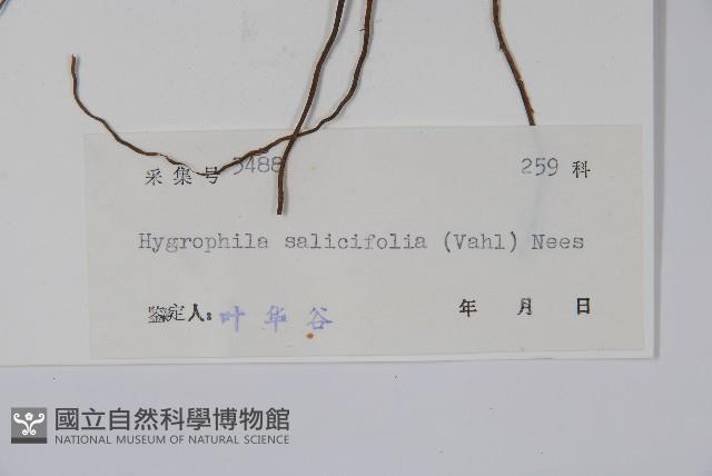 柳葉水蓑衣藏品圖，第2張