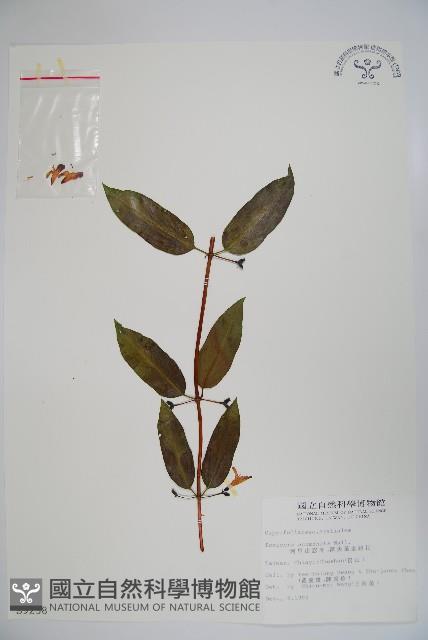 阿里山忍冬、漸尖葉忍冬藏品圖，第1張