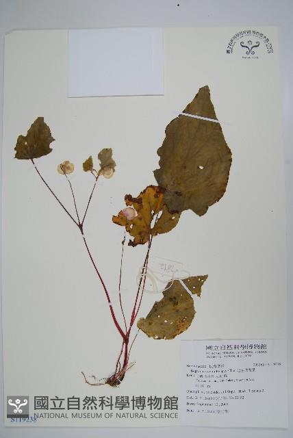 岩生秋海棠藏品圖，第1張