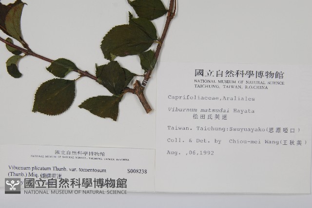 蝴蝶莢迷藏品圖，第2張