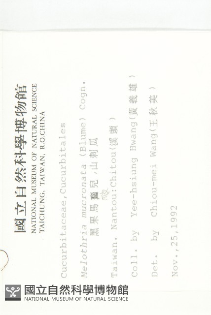 黑果馬交兒藏品圖，第2張