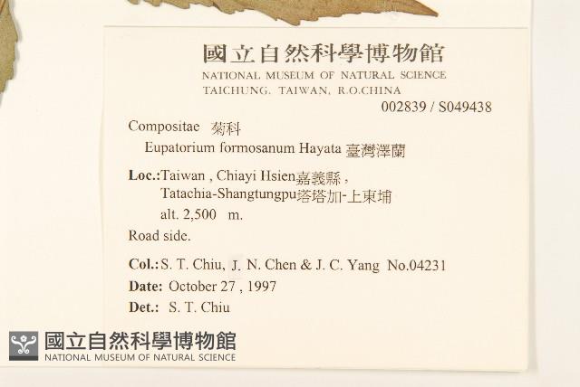 臺灣澤蘭藏品圖，第2張