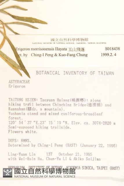 玉山飛蓬藏品圖，第2張