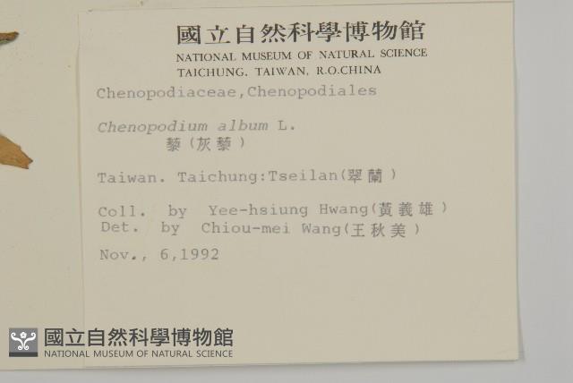 珠砂根藏品圖，第2張