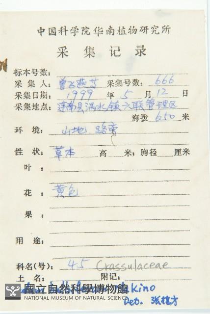 珠芽佛甲草藏品圖，第2張