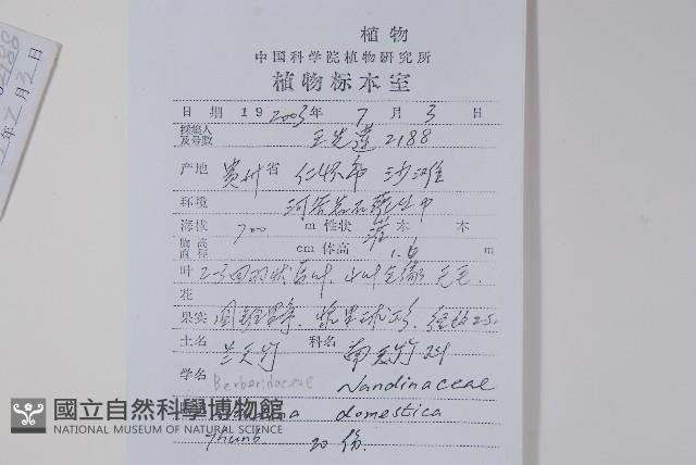 南天竹、天竹、蘭天竹藏品圖，第2張