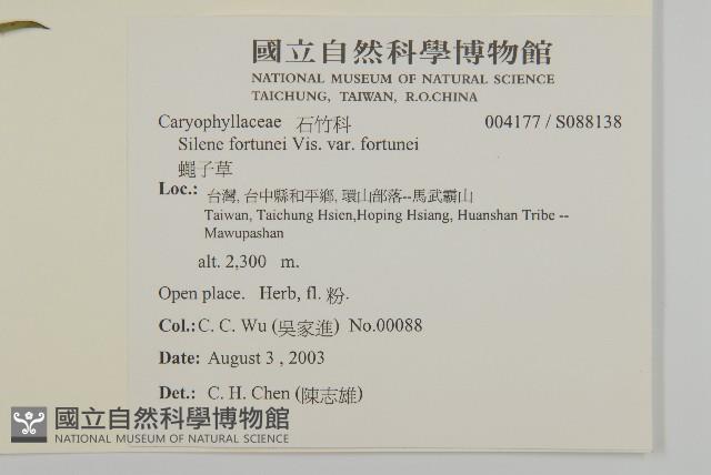 蠅子草藏品圖，第2張