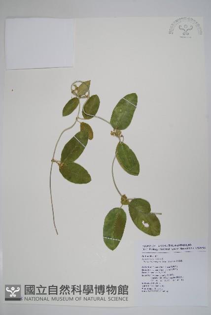 爬森藤藏品圖，第1張