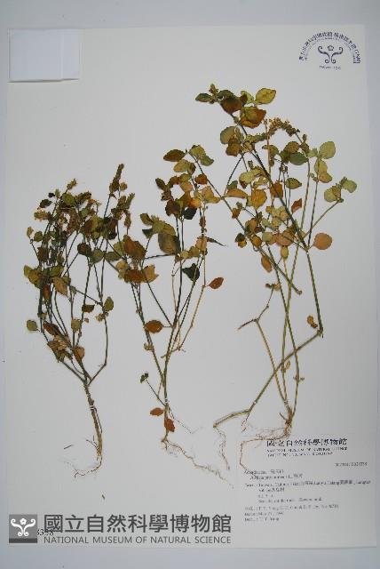 爵床藏品圖，第1張