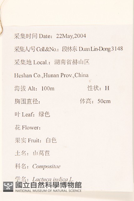 鵝仔草藏品圖，第2張