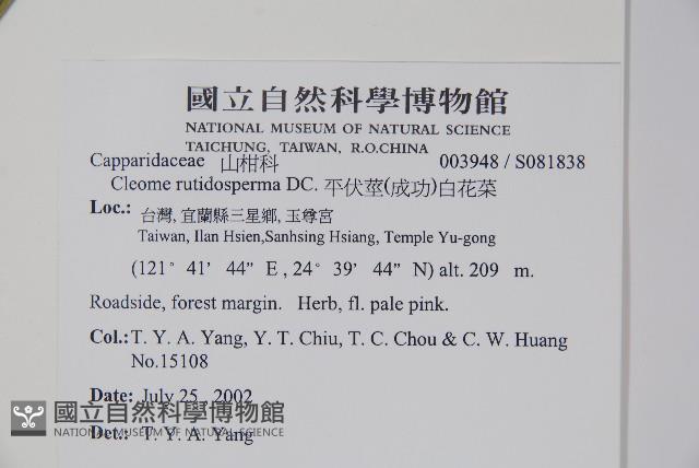 平伏莖白花菜、成功白花菜藏品圖，第2張