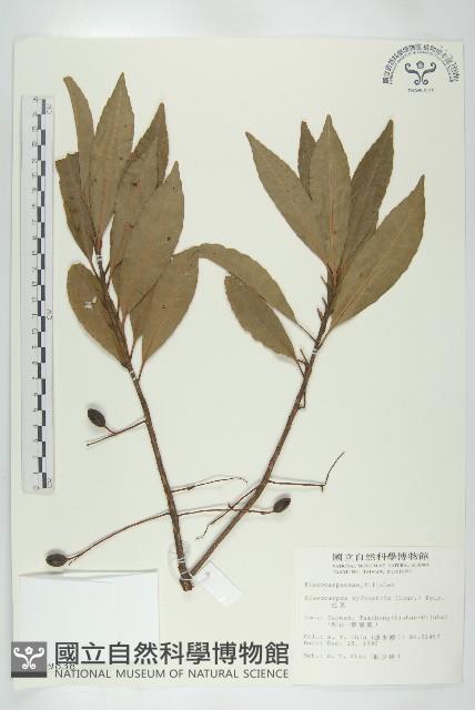 杜英、山杜英、蘭嶼杜英藏品圖，第1張