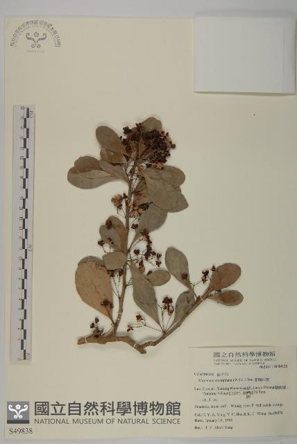 蘭嶼裸實藏品圖，第1張