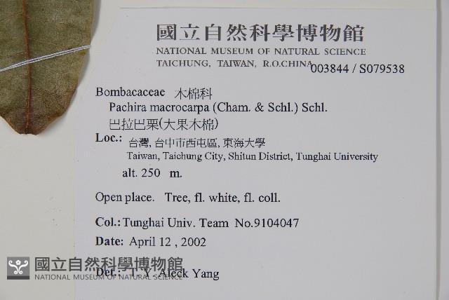 馬拉巴栗、大果木棉藏品圖，第2張