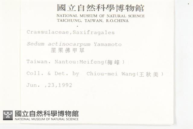 星果佛甲草藏品圖，第2張