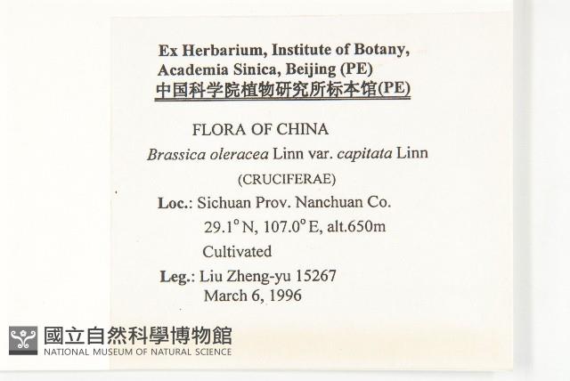 高麗菜藏品圖，第2張