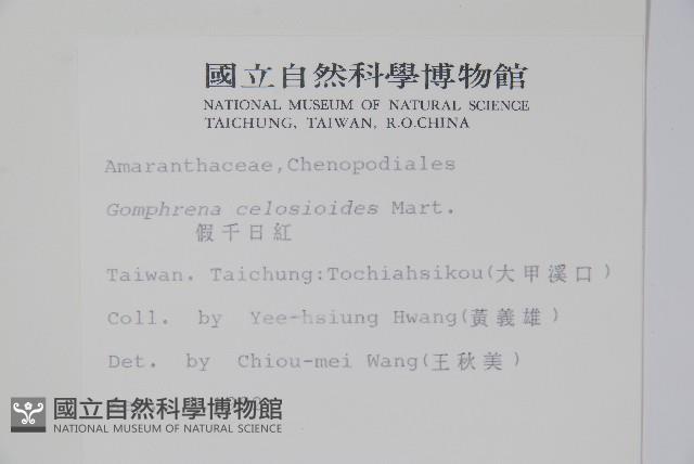 短穗假千日紅藏品圖，第2張