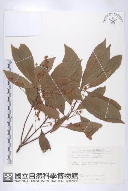 杜英、山杜英、蘭嶼杜英藏品圖，第1張