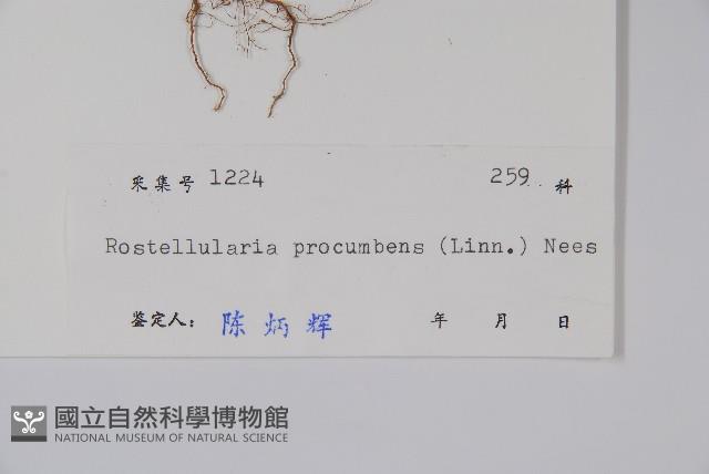 爵床、六角英藏品圖，第2張