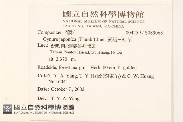 黃花三七草藏品圖，第2張