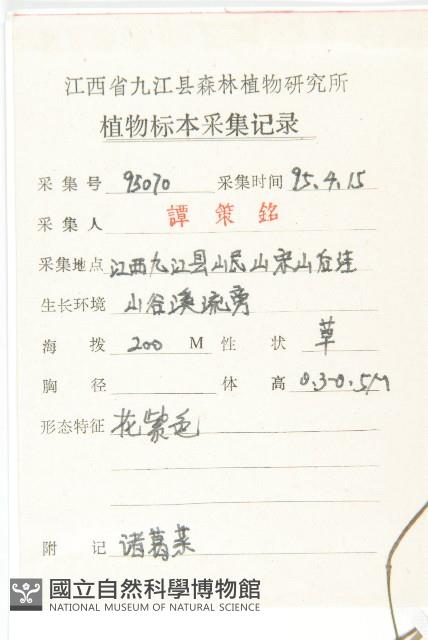 諸葛菜藏品圖，第2張