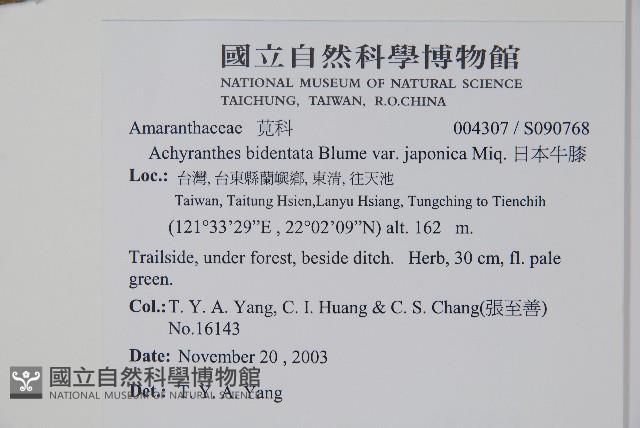 日本牛膝藏品圖，第2張