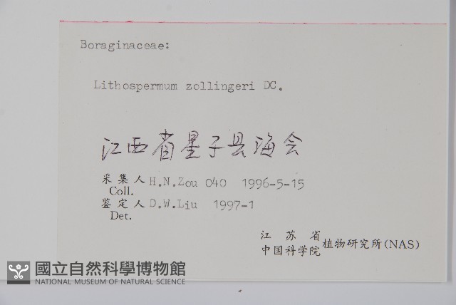 梓木草藏品圖，第2張