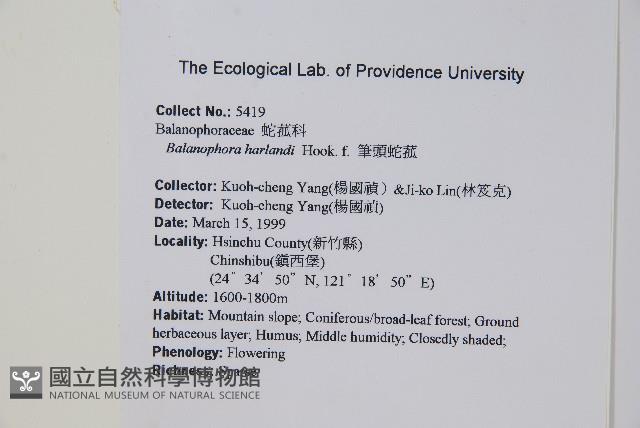 筆頭蛇菰藏品圖，第2張