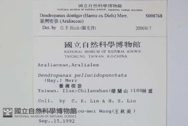 臺灣樹參藏品圖，第2張