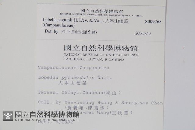 大本山梗菜藏品圖，第2張