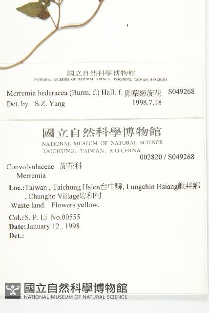 卵葉菜欒藤藏品圖，第2張