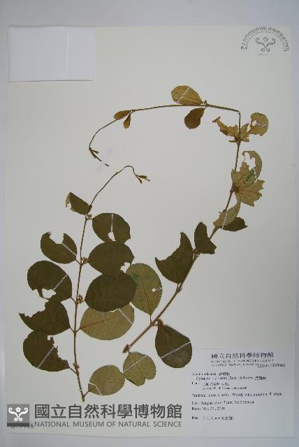 武靴藤藏品圖，第1張